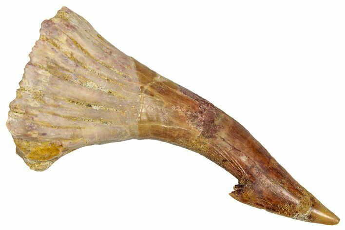 Fossil Sawfish (Onchopristis) Rostral Barb - Morocco #351680